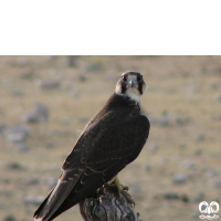 گونه لاچین Lanner Falcon